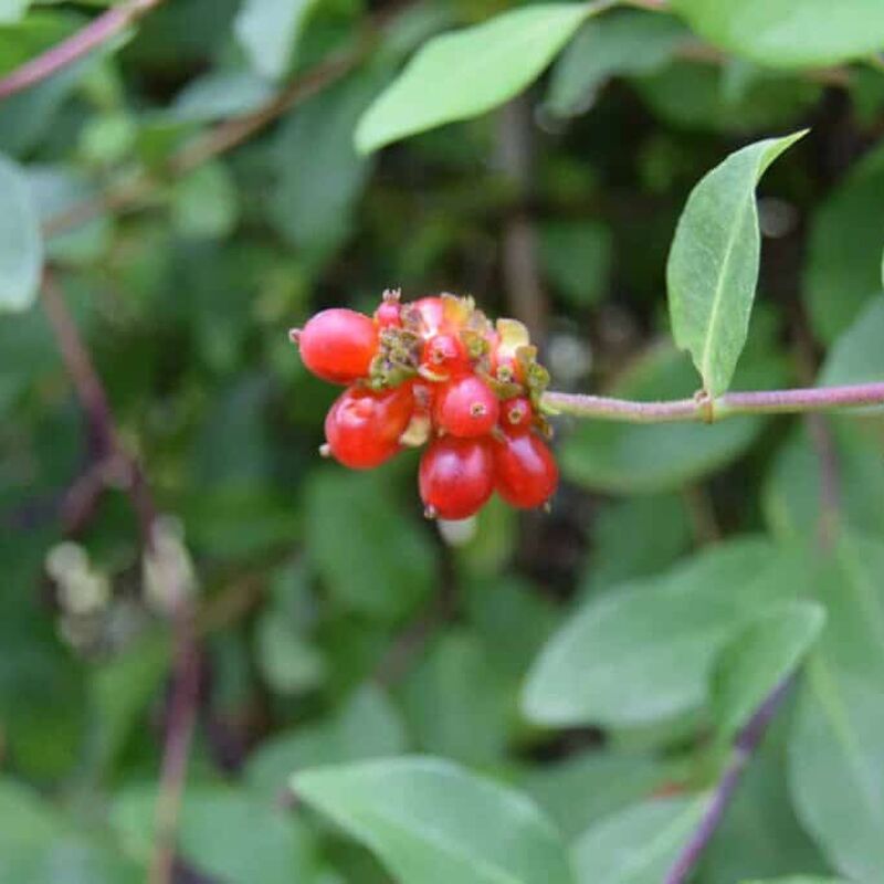 Lonicera periclymenum 'Belgica' 60-80 cm